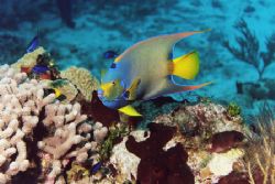 Queen Angelfish with juvenile Rock Beauty. Cozumel. by Jacques Miller 